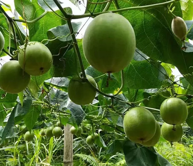 201807100921592688 201807100921592688